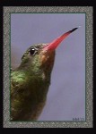 retrato de un colibri