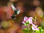 Colibri