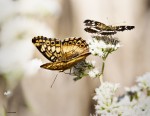Mariposas hortensia y bataraza juntas.