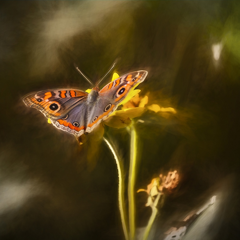 "Retrato de una mariposa" de Gerardo Antonel