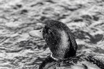 Black Duck Splashed Water...