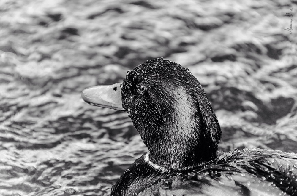 "Black Duck Splashed Water..." de Carmen Esteban