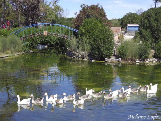 "El lago de los cisnes" de Melanie Lopez