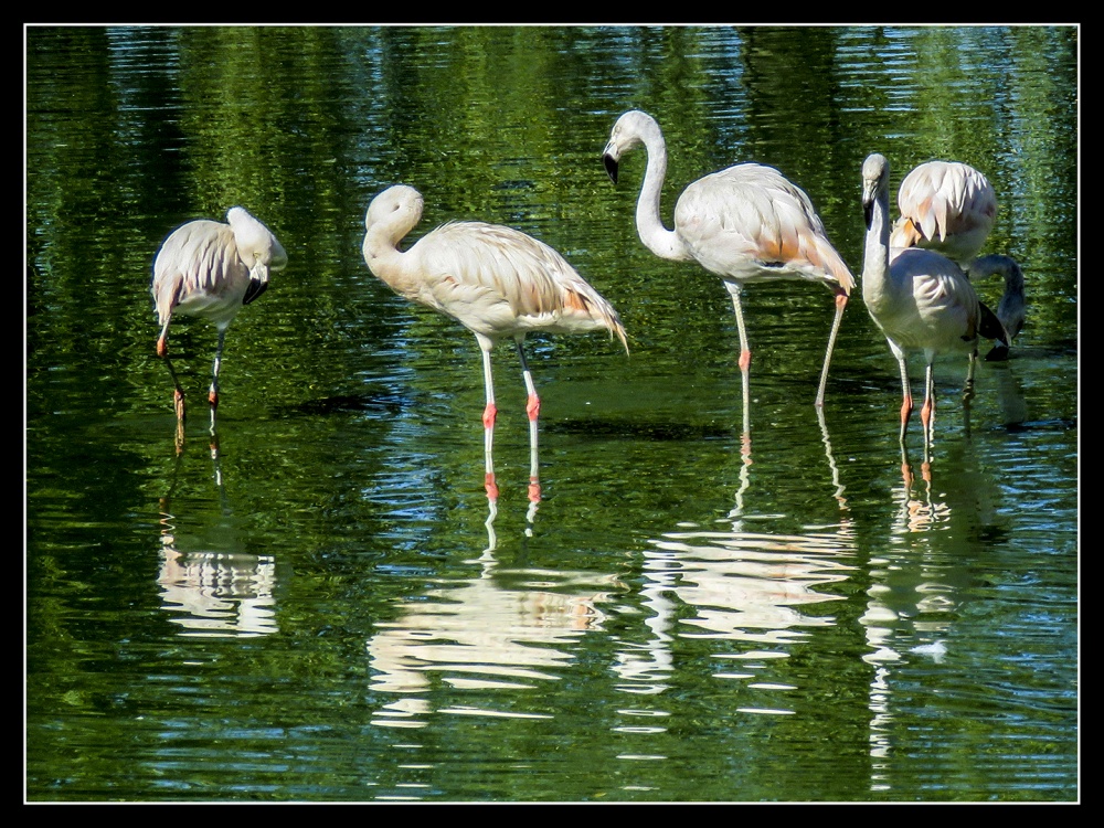 "Flamingo" de Juan Carlos Demasi
