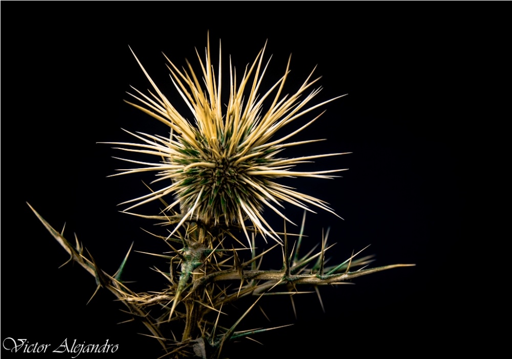 "cactus" de Victor Alejandro Sanchez Bermudez