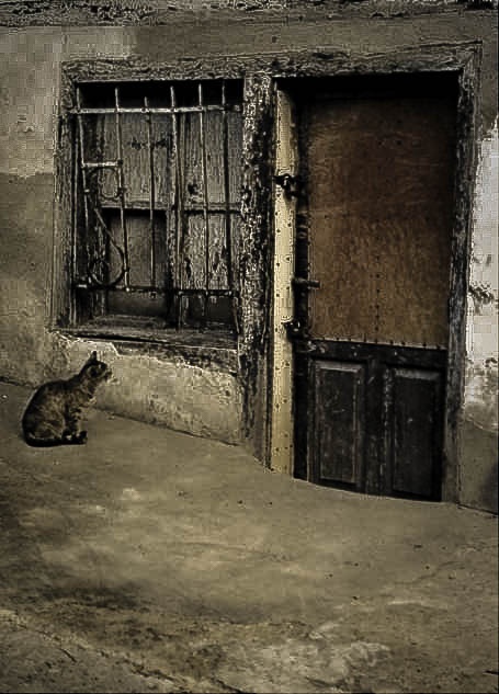 "El gato curioso" de Jos M Macas Caball