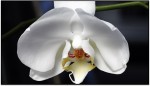 Mariposa (Phalaenopsis Whitte)