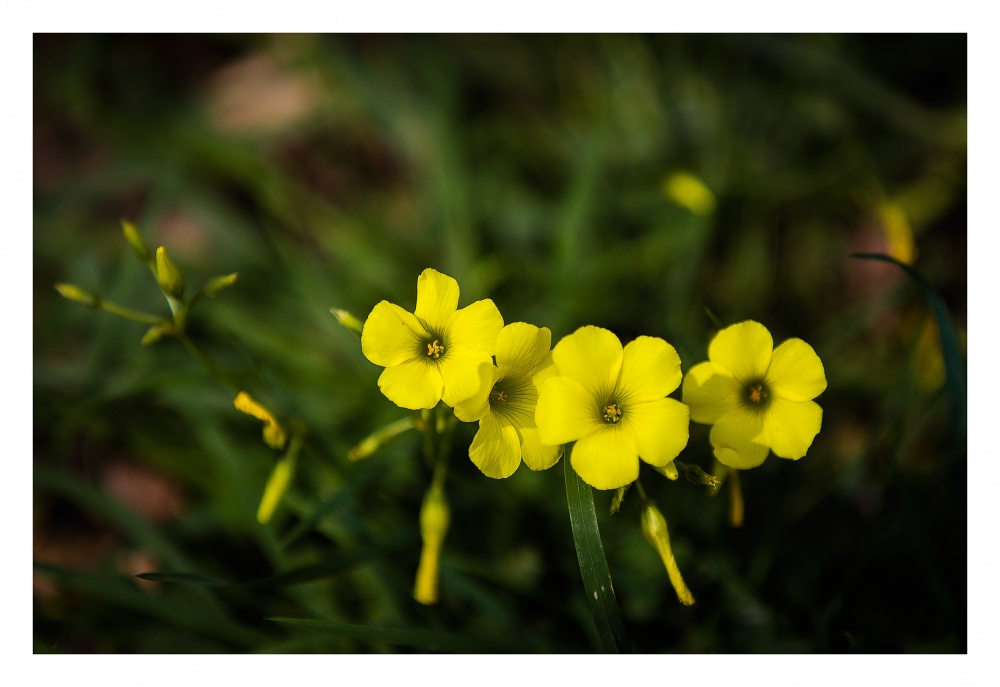 "Yellow Spring" de Jos Moutinho
