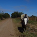 Un caballo en el camino