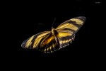Mariposa antorcha rayada