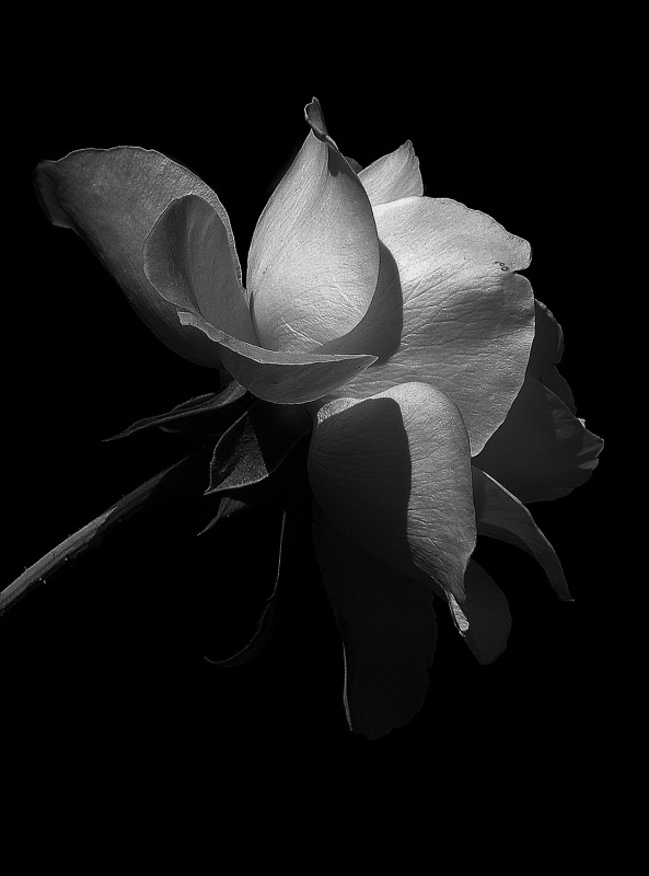 "simplemente una rosa" de Edith Polverini