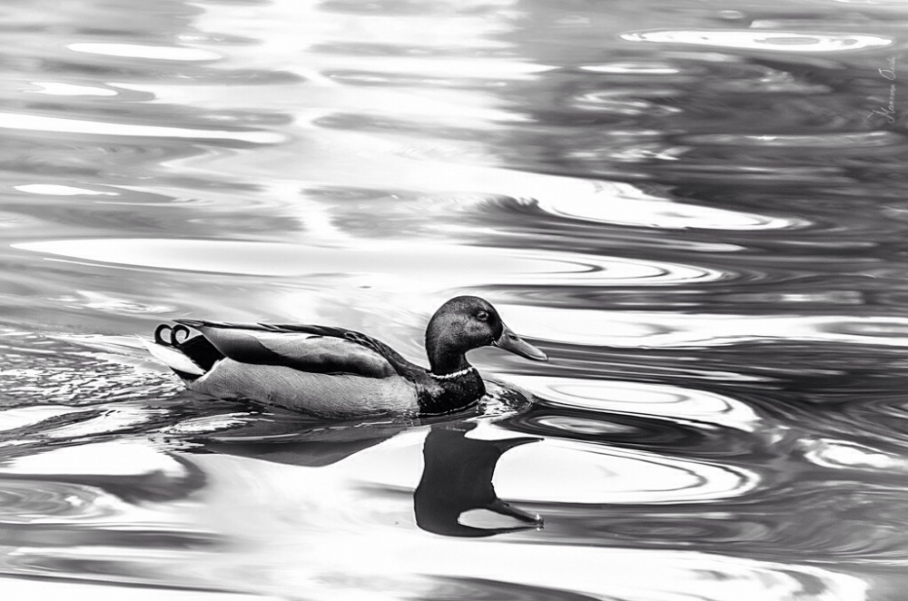 "Valiant Lighty Duck..." de Carmen Esteban