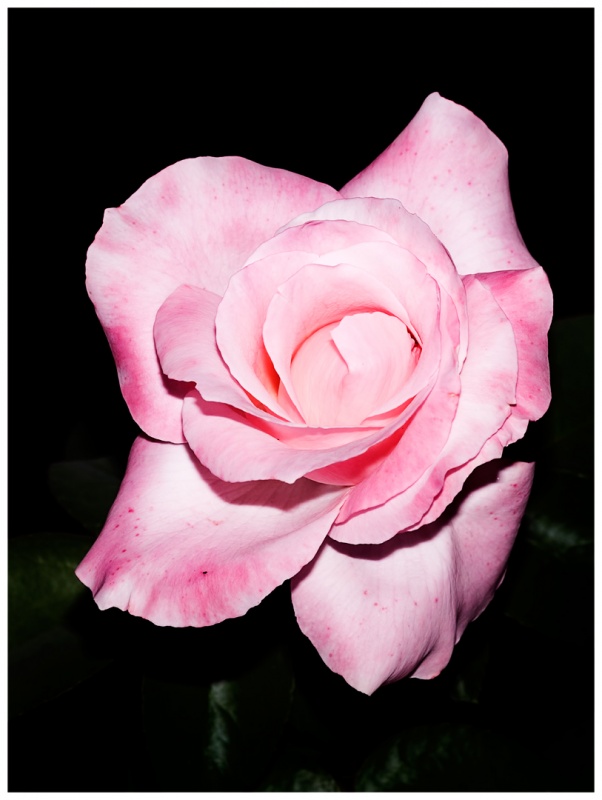 "Rosa rosa" de Hctor Martn Tabuyo
