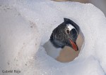 Pinguino de Vincha