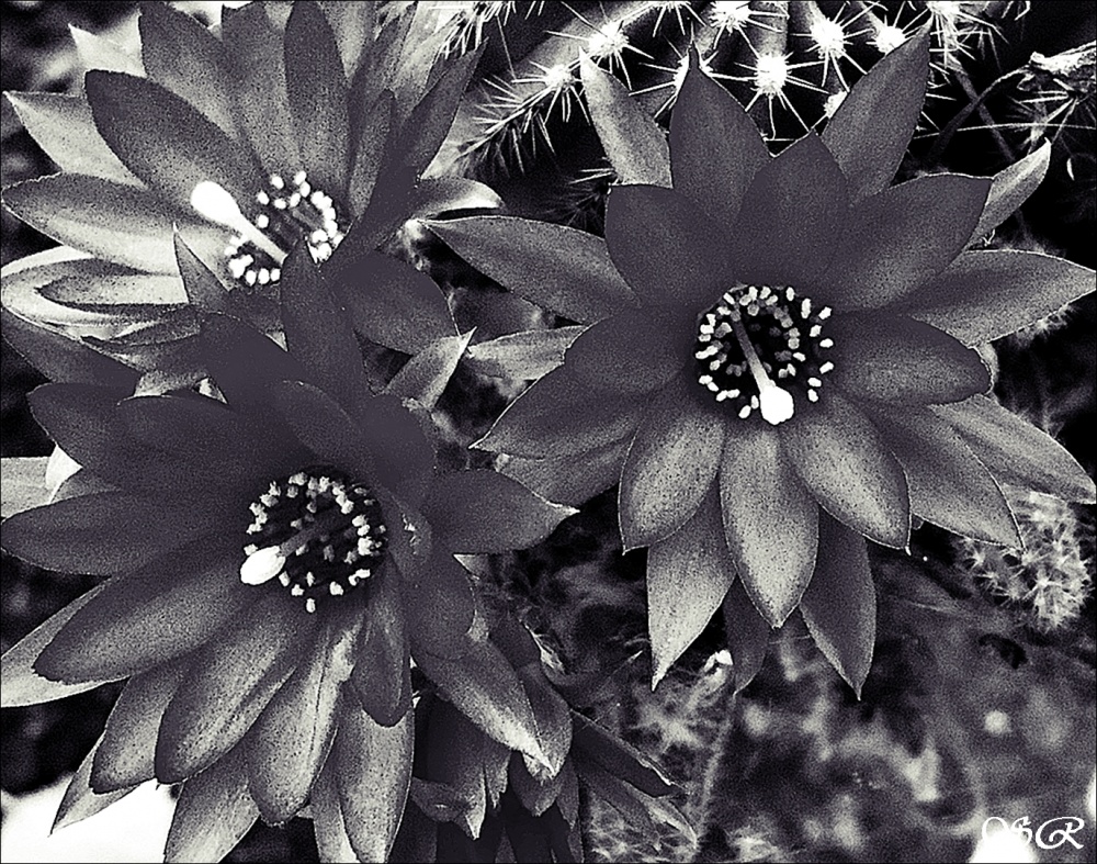 "Cactus en flor" de Silvia Rodrigo