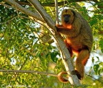 Mono caraya (hembra)