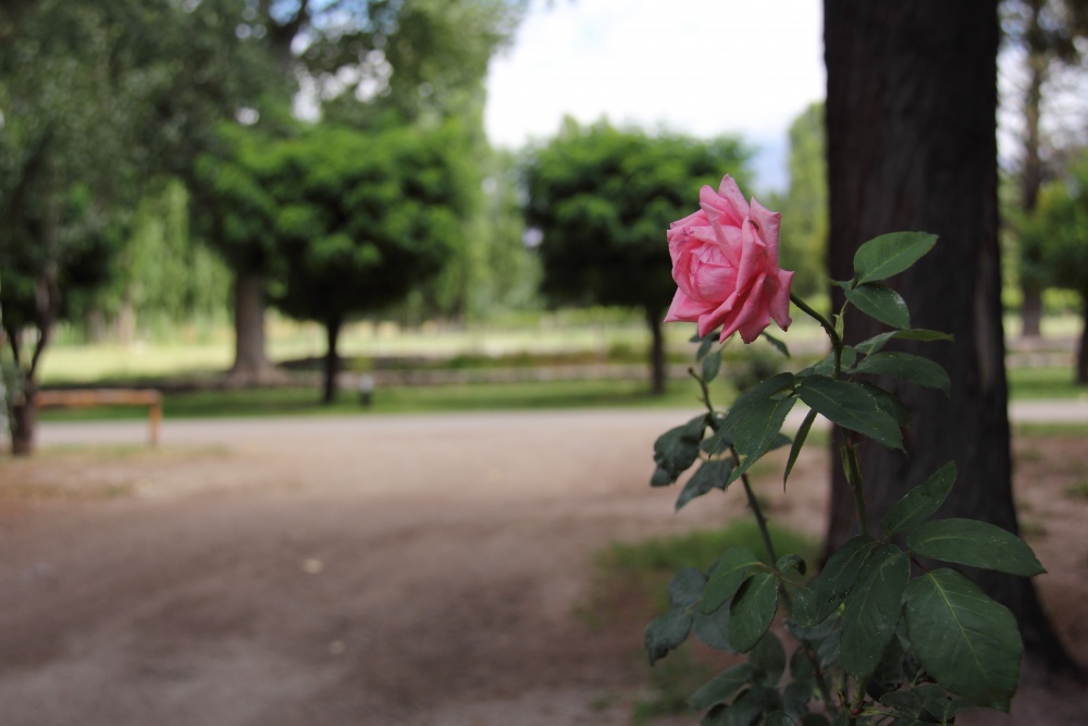 "Rosa color de rosa" de Natalia Harosteguy