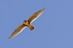 falco femoralis