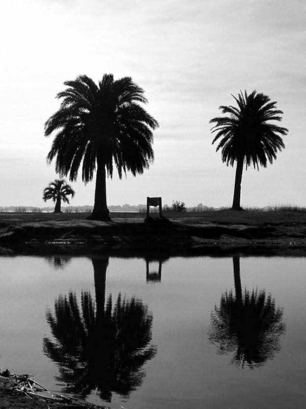 "palmeras reflejadas b&w" de Jorge Mariscotti (piti)