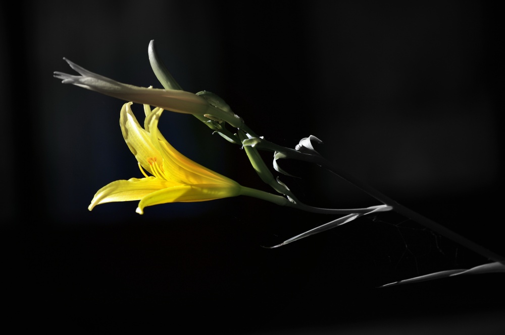 "Flor de un da" de Ana Rosalia Scott