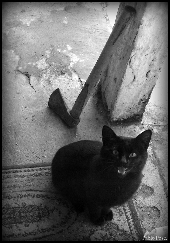 "Gato negro II" de Pablo Pose