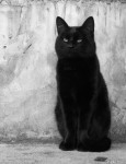 Gato negro III.