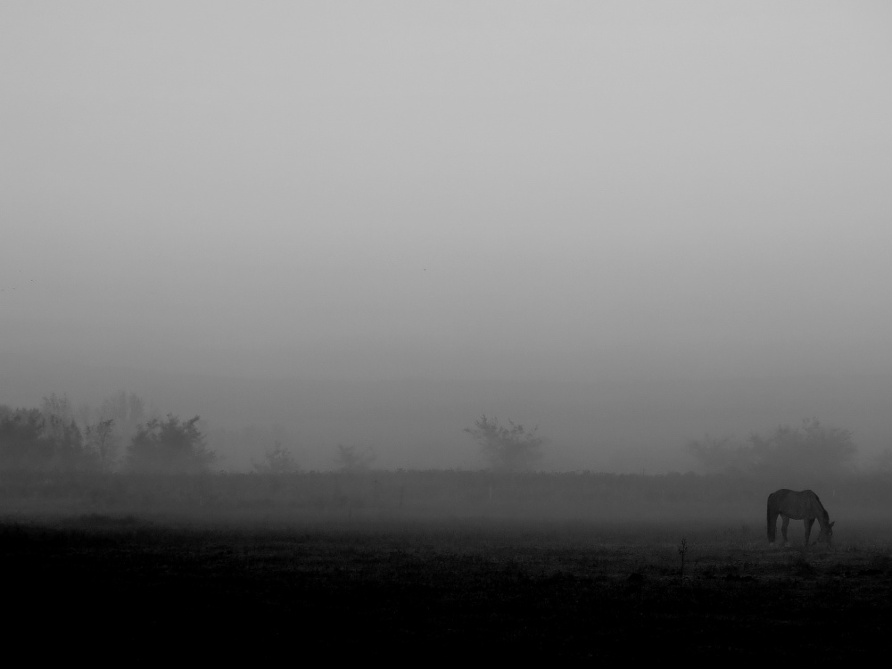 "de niebla y caballos" de Viviana Garca