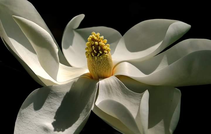 "Magnolia" de Edith Polverini