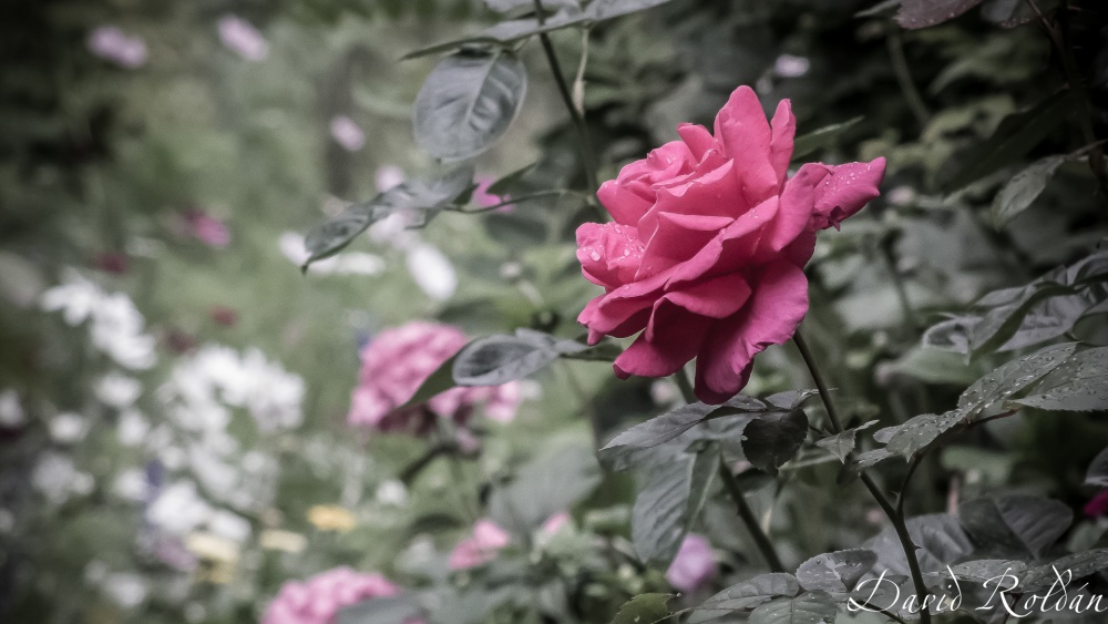 "una rosa para ti" de David Roldn