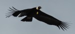 El vuelo del Condor