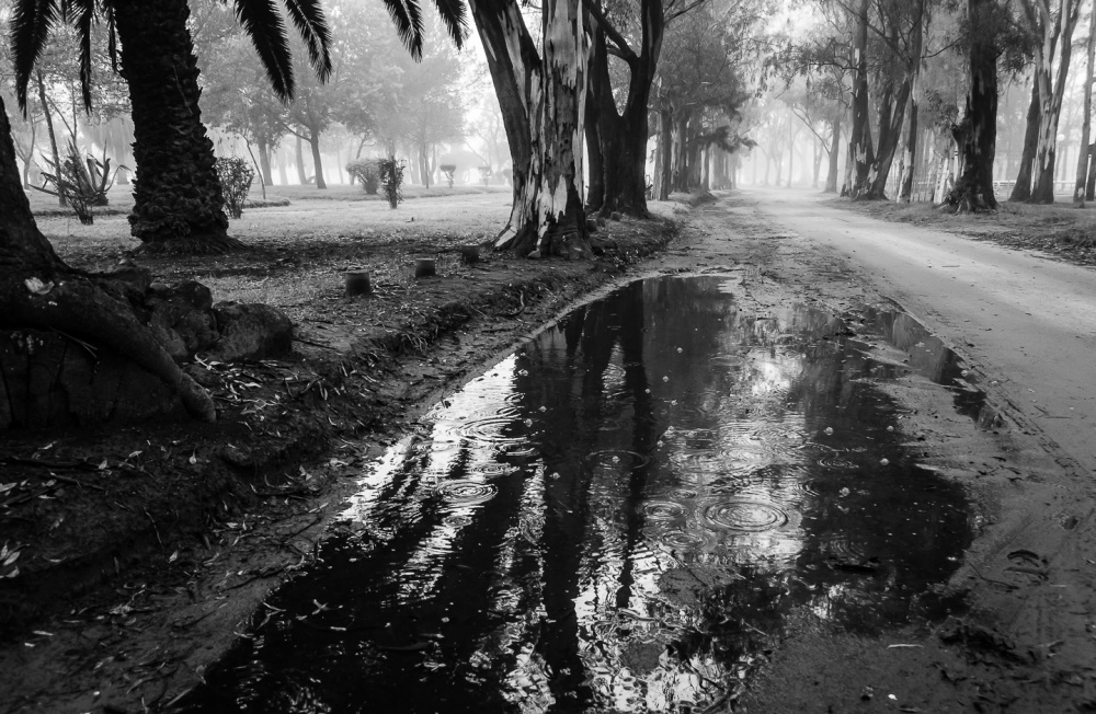 "Todava algo llueve." de Fernando Valdez Vazquez