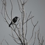 `Lonely Crow`