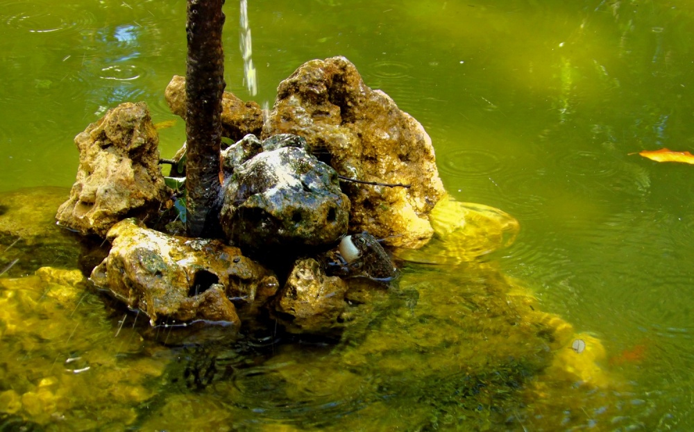 "Estaba la rana cantando debajo del agua!!!!!!&" de Margarita Gesualdo (marga)
