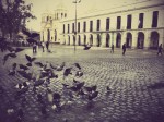 Plaza , cabildo y palomas