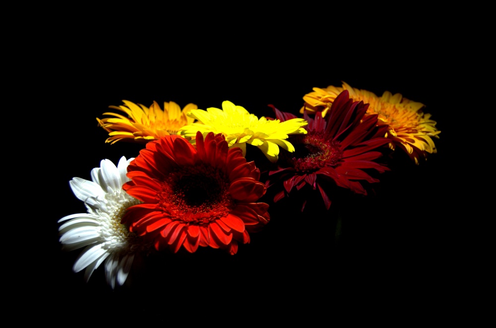 "para vos flores amor" de Pablo Ferrazini
