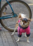 el perrito ciclista