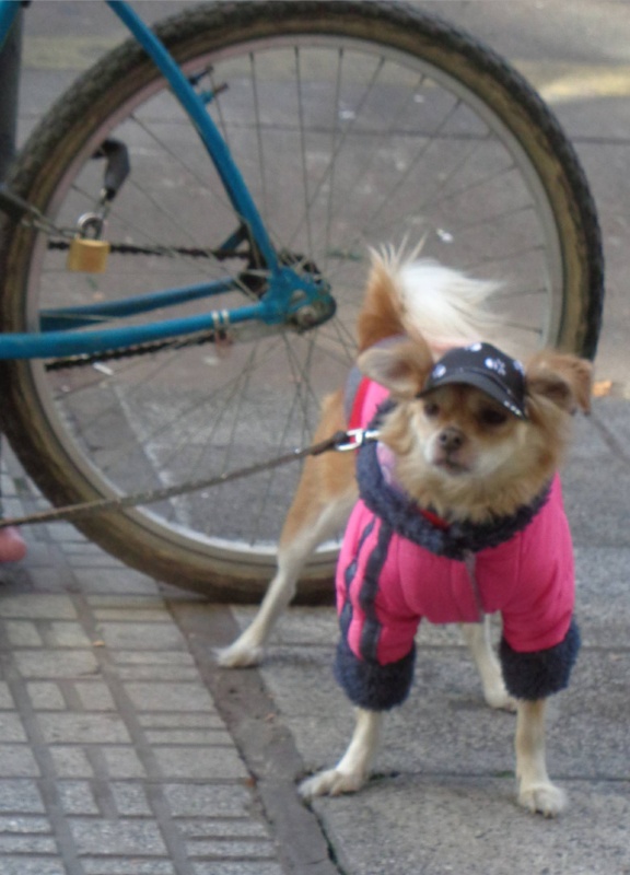 "el perrito ciclista" de Ernesto Grun