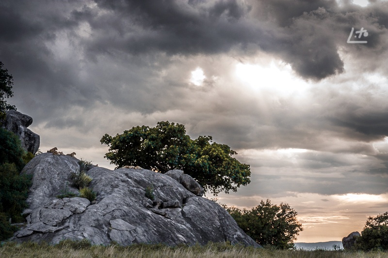 "Atardecer en Serengeti" de Angel Triana