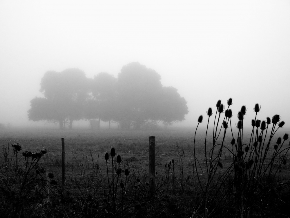 "del campo, la mañana y la niebla" de Viviana García