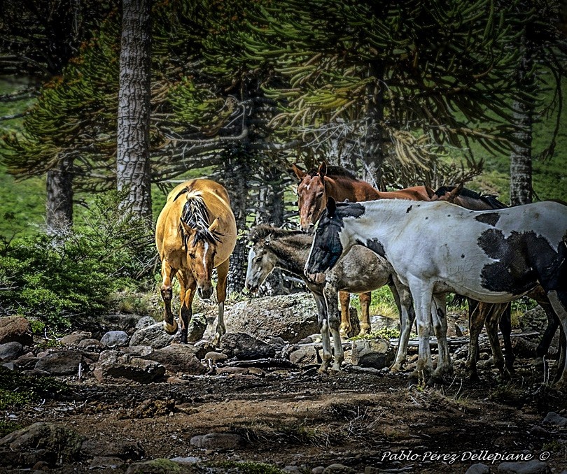 "Horses" de Pablo Perez Dellepiane