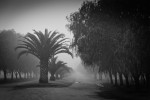Camino de palmeras