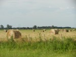 cosecha de alfalfa