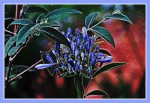 azul flor