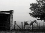 de la maana, la niebla y los caballos