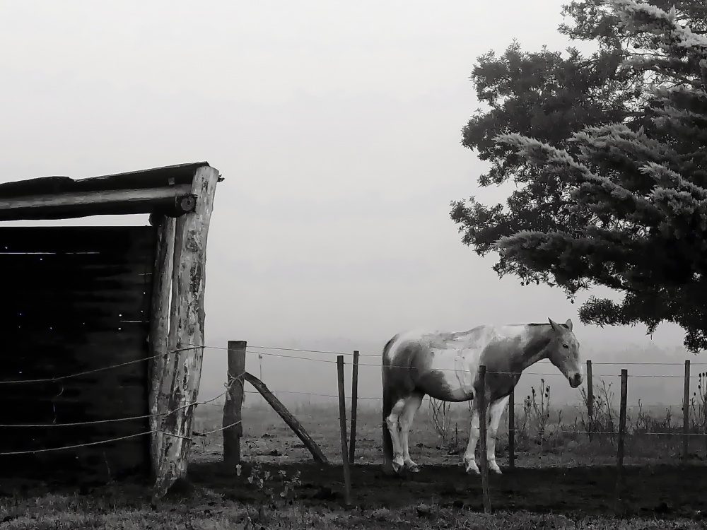 "de la maana, la niebla y los caballos" de Viviana Garca