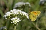 Mariposa Isoca de la Alfalfa