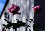 Rosas de Invierno