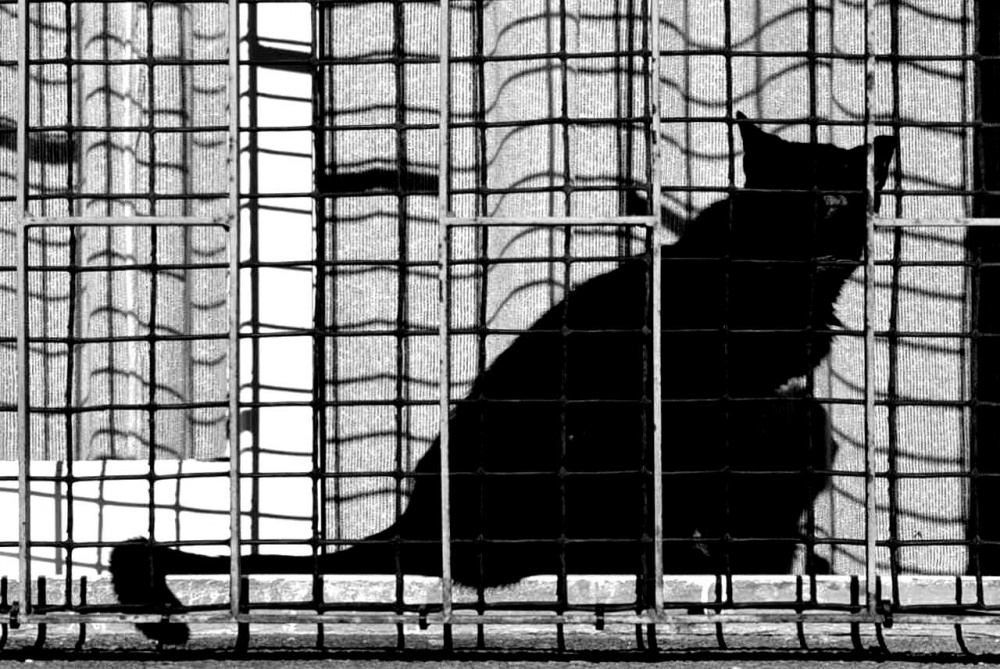 "Gato encerrado" de Fernan Godoy