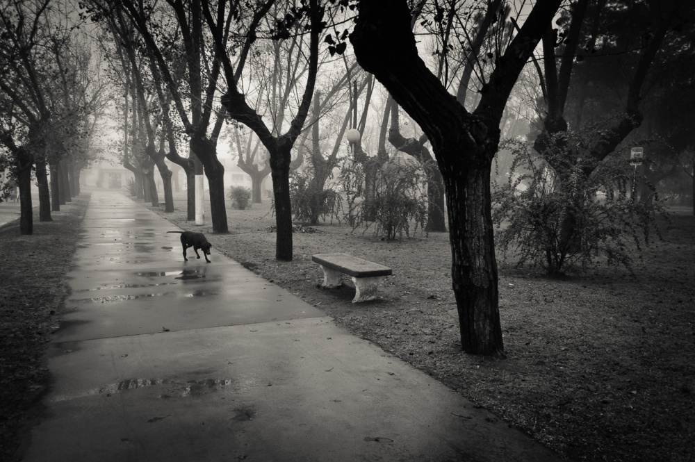 "Un da de lluvia" de Fernando Valdez Vazquez