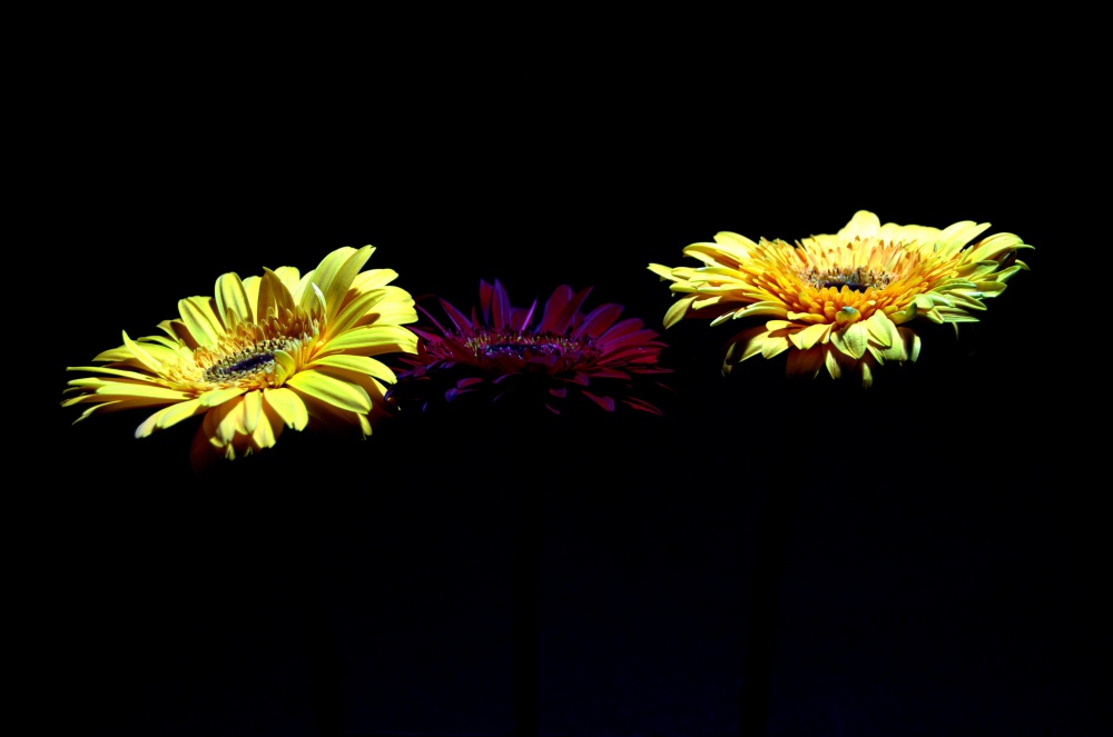 "tres flores tres" de Pablo Ferrazini